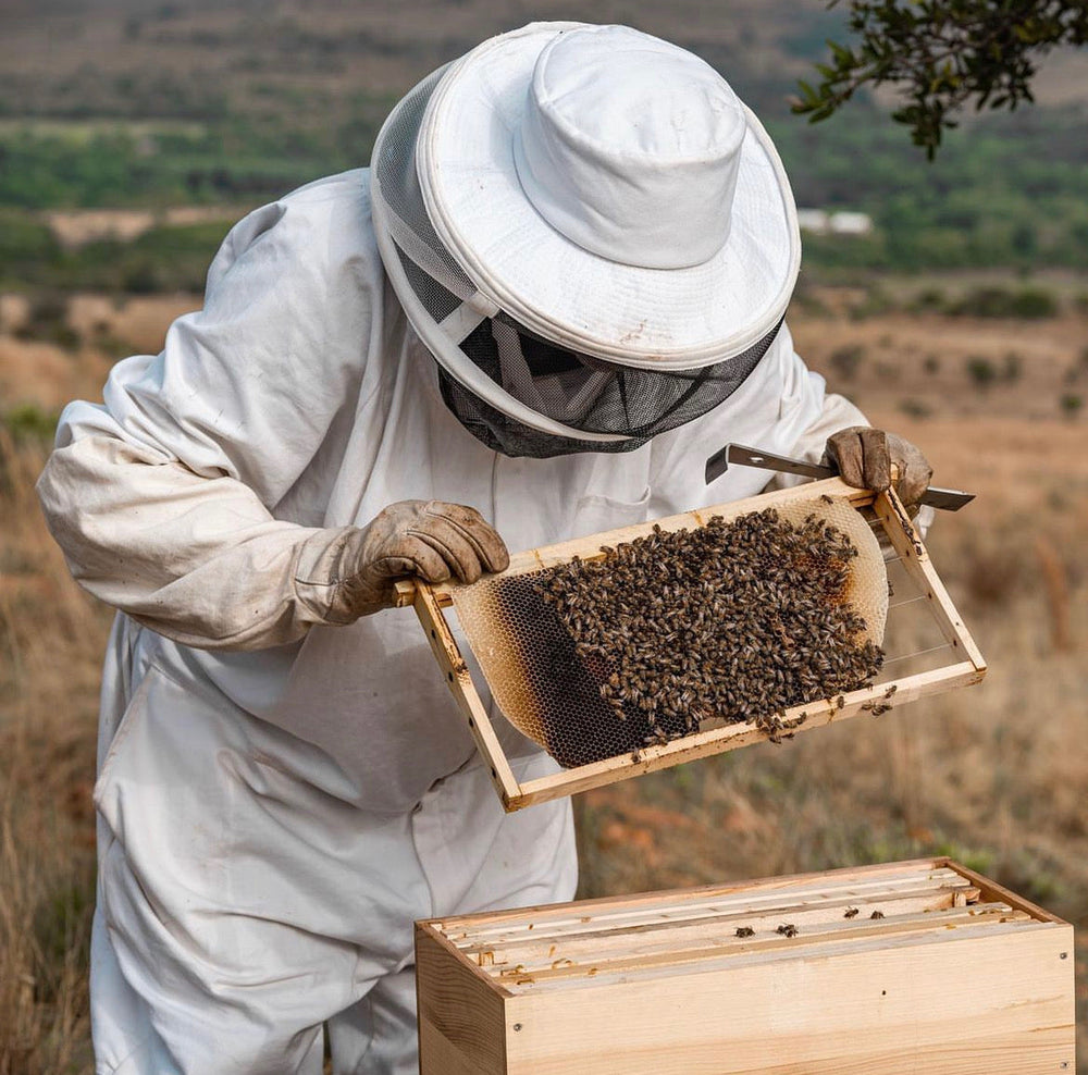From Hive to Home: The Journey of Honey