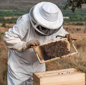 From Hive to Home: The Journey of Honey