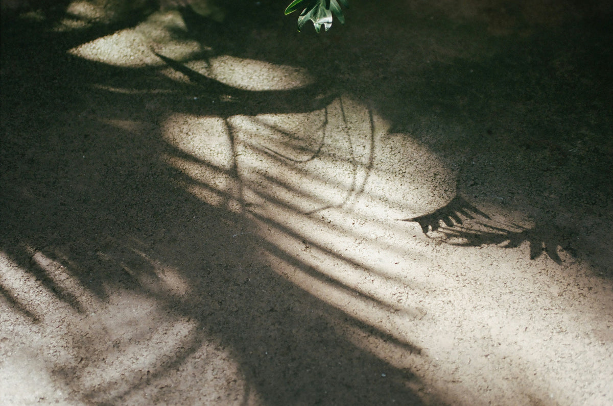 collection-banner-image